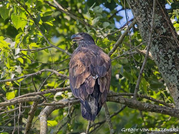  July 11, 2025 11:50 AM, Canon EOS R7, RF100-500mm F4.5-7.1 L IS USM, 500mm, f/7.1, 1/3200s, ISO 4000, Gregor von Laszewski