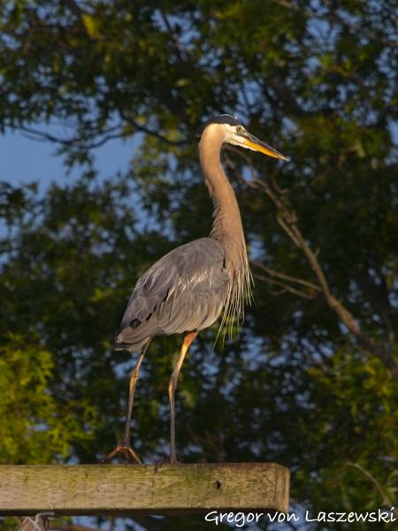  July 11, 2025 7:36 PM, Canon EOS R7, RF100-500mm F4.5-7.1 L IS USM, 472mm, f/8.0, 1/3200s, ISO 1250, Gregor von Laszewski