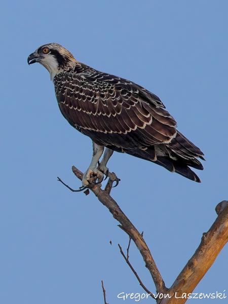  July 11, 2025 7:39 PM, Canon EOS R7, RF100-500mm F4.5-7.1 L IS USM, 500mm, f/8.0, 1/3200s, ISO 2500, Gregor von Laszewski