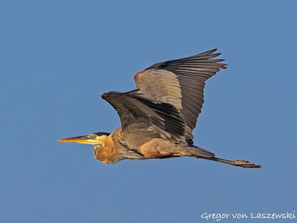  July 11, 2025 7:47 PM, Canon EOS R7, RF100-500mm F4.5-7.1 L IS USM, 363mm, f/8.0, 1/3200s, ISO 800, Gregor von Laszewski