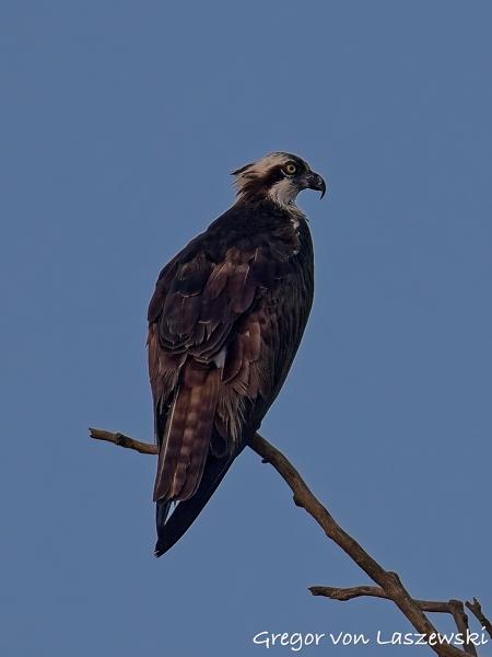  July 13, 2025 8:01 AM, Canon EOS R7, RF200-800mm F6.3-9 IS USM, 800mm, f/9.0, 1/3200s, ISO 1000, Gregor von Laszewski