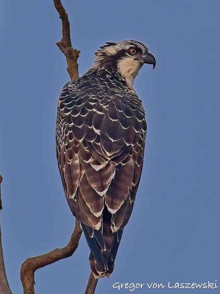  July 13, 2025 8:05 AM, Canon EOS R7, RF200-800mm F6.3-9 IS USM, 800mm, f/9.0, 1/3200s, ISO 1000, Gregor von Laszewski