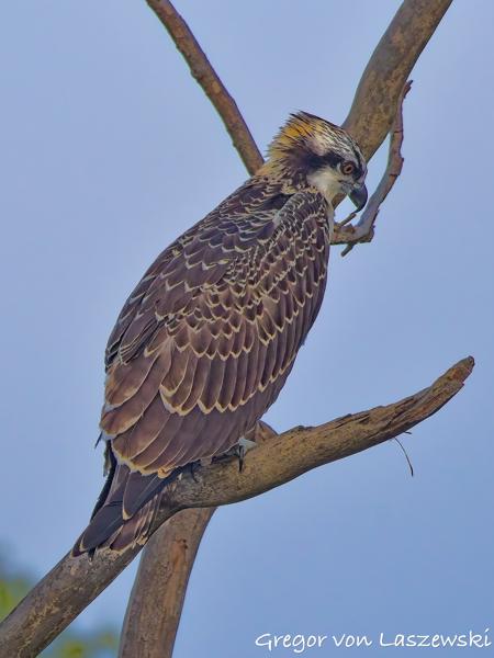  July 13, 2025 8:07 AM, Canon EOS R7, RF200-800mm F6.3-9 IS USM, 800mm, f/9.0, 1/3200s, ISO 5000, Gregor von Laszewski