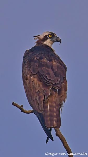  July 13, 2025 8:07 AM, Canon EOS R7, RF200-800mm F6.3-9 IS USM, 800mm, f/9.0, 1/3200s, ISO 800, Gregor von Laszewski