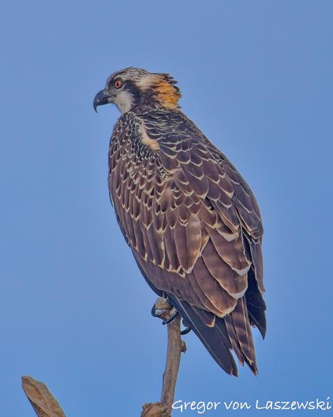  July 13, 2025 8:07 AM, Canon EOS R7, RF200-800mm F6.3-9 IS USM, 800mm, f/9.0, 1/3200s, ISO 4000, Gregor von Laszewski