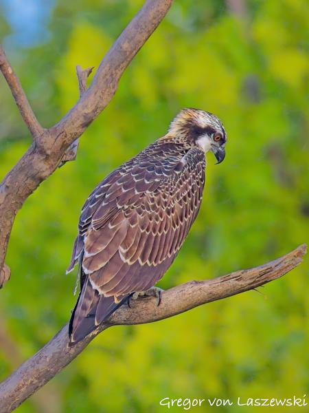  July 13, 2025 8:09 AM, Canon EOS R7, RF200-800mm F6.3-9 IS USM, 800mm, f/9.0, 1/3200s, ISO 8000, Gregor von Laszewski