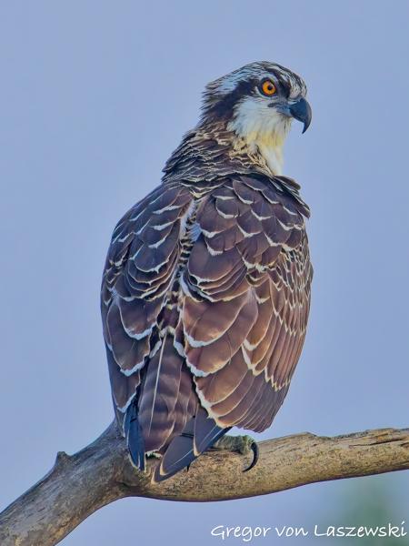  July 13, 2025 8:12 AM, Canon EOS R7, RF200-800mm F6.3-9 IS USM, 800mm, f/9.0, 1/3200s, ISO 3200, Gregor von Laszewski