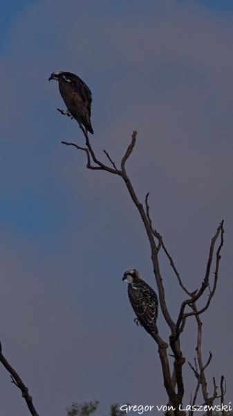  July 13, 2025 8:18 AM, Canon EOS R7, RF200-800mm F6.3-9 IS USM + EXTENDER RF2x, 400mm, f/13.0, 1/3200s, ISO 1600, Gregor von Laszewski