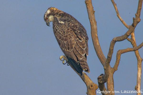  July 13, 2025 8:19 AM, Canon EOS R7, RF200-800mm F6.3-9 IS USM + EXTENDER RF2x, 1600mm, f/18.0, 1/3200s, ISO 12800, Gregor von Laszewski