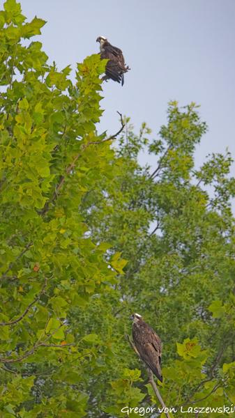  July 13, 2025 8:45 AM, Canon EOS R7, RF200-800mm F6.3-9 IS USM, 500mm, f/8.0, 1/3200s, ISO 2500, Gregor von Laszewski