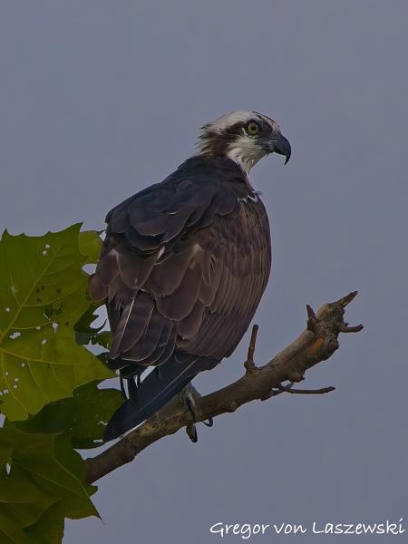  July 13, 2025 8:50 AM, Canon EOS R7, RF200-800mm F6.3-9 IS USM, 800mm, f/9.0, 1/3200s, ISO 1000, Gregor von Laszewski
