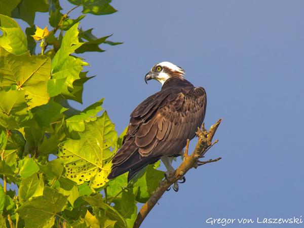  July 13, 2025 9:02 AM, Canon EOS R7, RF200-800mm F6.3-9 IS USM, 800mm, f/10.0, 1/1000s, ISO 800, Gregor von Laszewski