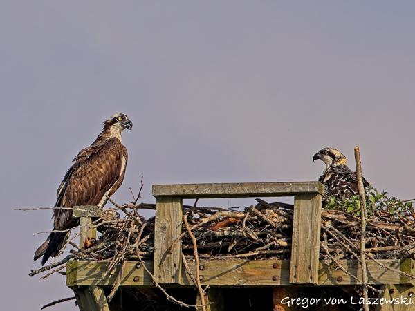  July 13, 2025 9:12 AM, Canon EOS R7, RF200-800mm F6.3-9 IS USM, 800mm, f/10.0, 1/1000s, ISO 200, Gregor von Laszewski