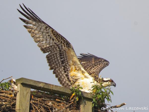  July 13, 2025 9:18 AM, Canon EOS R7, RF200-800mm F6.3-9 IS USM, 800mm, f/10.0, 1/1000s, ISO 500, Gregor von Laszewski