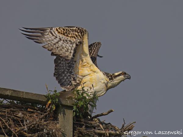  July 13, 2025 9:22 AM, Canon EOS R7, RF200-800mm F6.3-9 IS USM, 800mm, f/10.0, 1/1000s, ISO 200, Gregor von Laszewski