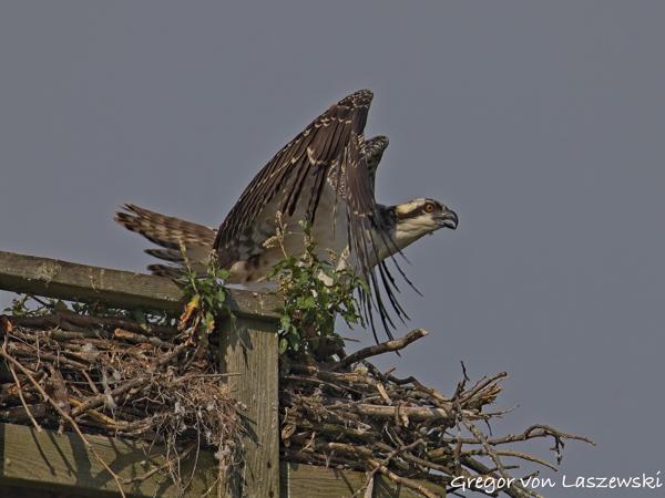  July 13, 2025 9:22 AM, Canon EOS R7, RF200-800mm F6.3-9 IS USM, 800mm, f/10.0, 1/1000s, ISO 200, Gregor von Laszewski