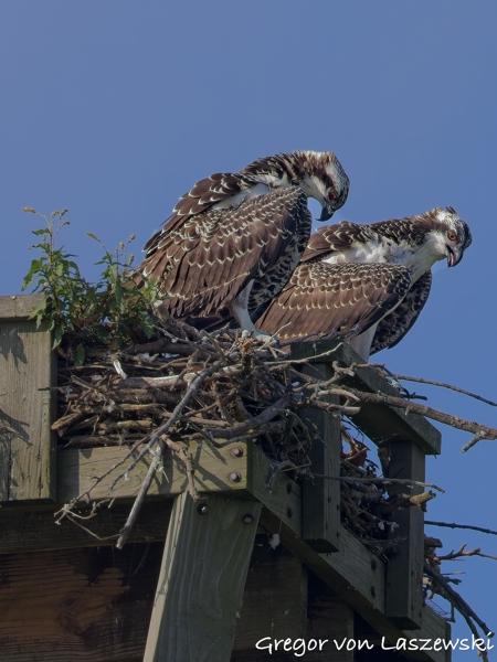  July 13, 2025 9:35 AM, Canon EOS R7, RF200-800mm F6.3-9 IS USM, 539mm, f/9.0, 1/1000s, ISO 1000, Gregor von Laszewski