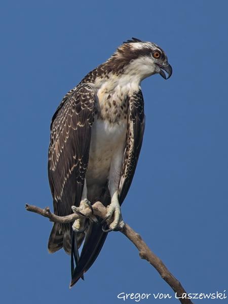  July 13, 2025 9:47 AM, Canon EOS R7, RF200-800mm F6.3-9 IS USM, 800mm, f/10.0, 1/3200s, ISO 640, Gregor von Laszewski