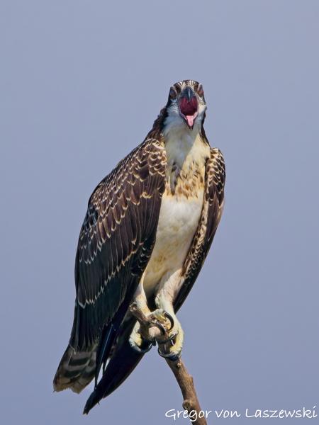  July 13, 2025 10:00 AM, Canon EOS R7, RF200-800mm F6.3-9 IS USM, 800mm, f/9.0, 1/3200s, ISO 500, Gregor von Laszewski