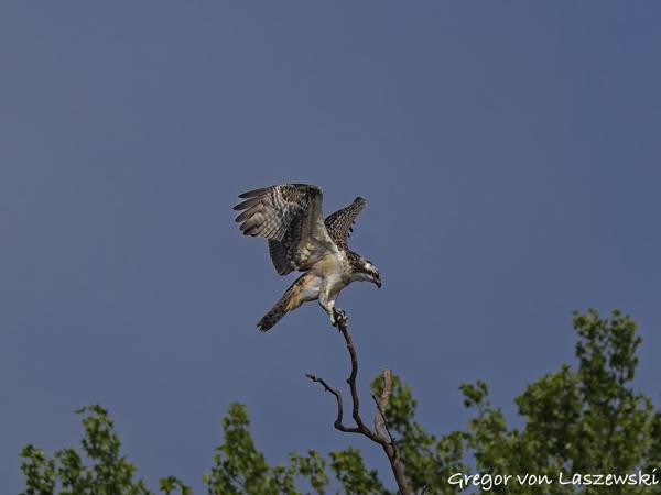  July 13, 2025 10:01 AM, Canon EOS R7, RF200-800mm F6.3-9 IS USM, 200mm, f/8.0, 1/3200s, ISO 500, Gregor von Laszewski