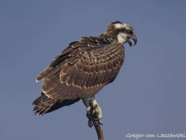  July 13, 2025 10:02 AM, Canon EOS R7, RF200-800mm F6.3-9 IS USM, 800mm, f/9.0, 1/3200s, ISO 500, Gregor von Laszewski