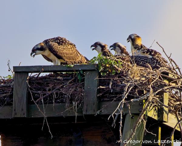  June 30, 2025 7:09 PM, Canon EOS R7, RF200-800mm F6.3-9 IS USM, 800mm, f/9.0, 1/1250s, ISO 640, Gregor von Laszewski