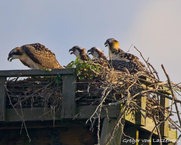  June 30, 2025 7:09 PM, Canon EOS R7, RF200-800mm F6.3-9 IS USM, 800mm, f/9.0, 1/1000s, ISO 640, Gregor von Laszewski