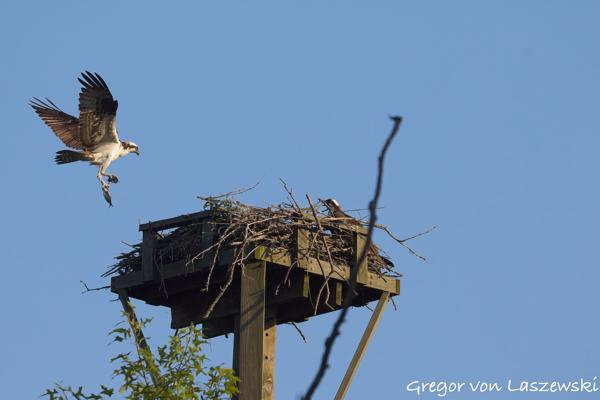  June 30, 2025 7:53 PM, Canon EOS R7, RF200-800mm F6.3-9 IS USM, 432mm, f/9.0, 1/2000s, ISO 1000, Gregor von Laszewski