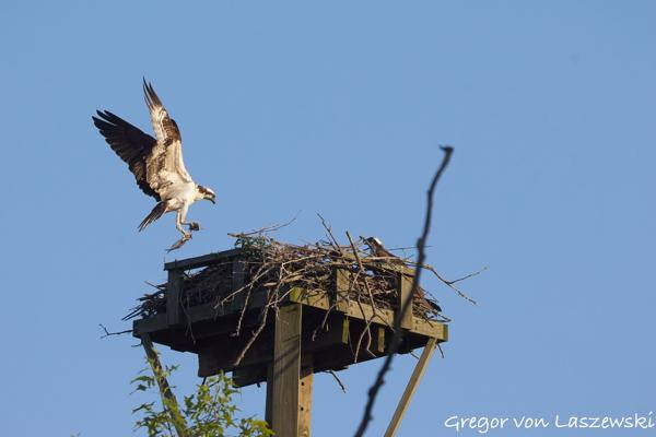  June 30, 2025 7:53 PM, Canon EOS R7, RF200-800mm F6.3-9 IS USM, 432mm, f/9.0, 1/2000s, ISO 1000, Gregor von Laszewski