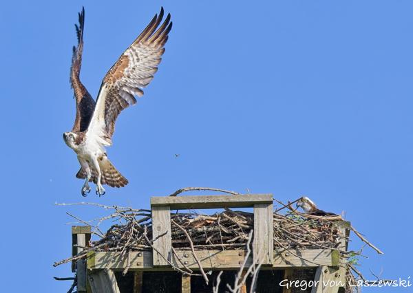  July 2, 2025 9:13 AM, Canon EOS R7, RF100-500mm F4.5-7.1 L IS USM, 363mm, f/7.1, 1/1250s, ISO 800, Gregor von Laszewski