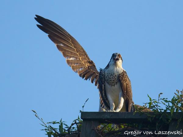  July 23, 2025 7:38 PM, Canon EOS R7, RF200-800mm F6.3-9 IS USM, 800mm, f/9.0, 1/3200s, ISO 3200, Gregor von Laszewski