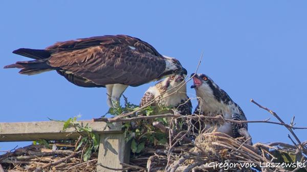  July 2, 2025 9:29 AM, Canon EOS R7, RF100-500mm F4.5-7.1 L IS USM + EXTENDER RF2x, 1000mm, f/14.0, 1/1250s, ISO 2500, Gregor von Laszewski