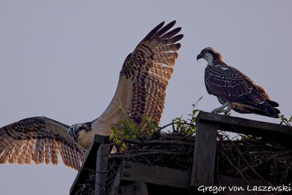  July 23, 2025 7:40 PM, Canon EOS R7, RF200-800mm F6.3-9 IS USM, 800mm, f/9.0, 1/3200s, ISO 1250, Gregor von Laszewski
