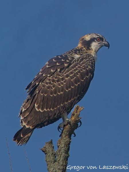  July 2, 2025 9:35 AM, Canon EOS R7, RF100-500mm F4.5-7.1 L IS USM + EXTENDER RF2x, 1000mm, f/14.0, 1/1250s, ISO 640, Gregor von Laszewski