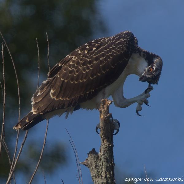  July 2, 2025 9:49 AM, Canon EOS R7, RF100-500mm F4.5-7.1 L IS USM + EXTENDER RF2x, 1000mm, f/14.0, 1/1250s, ISO 800, Gregor von Laszewski