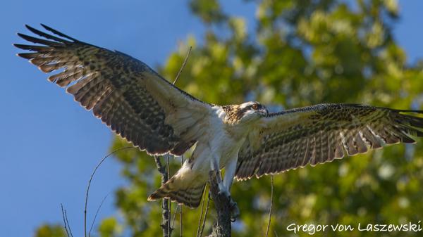  July 2, 2025 9:56 AM, Canon EOS R7, RF100-500mm F4.5-7.1 L IS USM + EXTENDER RF2x, 600mm, f/11.0, 1/1250s, ISO 800, Gregor von Laszewski
