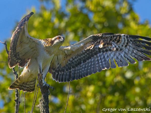  July 2, 2025 9:56 AM, Canon EOS R7, RF100-500mm F4.5-7.1 L IS USM + EXTENDER RF2x, 600mm, f/11.0, 1/1250s, ISO 1000, Gregor von Laszewski