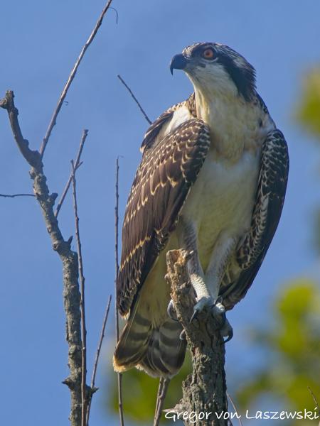  July 2, 2025 9:56 AM, Canon EOS R7, RF100-500mm F4.5-7.1 L IS USM + EXTENDER RF2x, 1000mm, f/14.0, 1/1250s, ISO 1000, Gregor von Laszewski