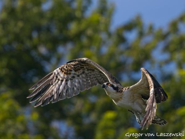  July 2, 2025 9:58 AM, Canon EOS R7, RF100-500mm F4.5-7.1 L IS USM, 500mm, f/7.1, 1/1250s, ISO 250, Gregor von Laszewski