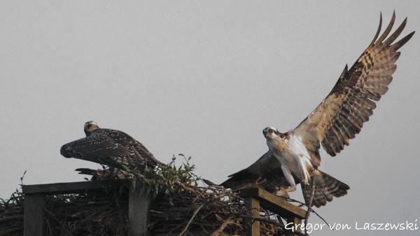  July 23, 2025 8:04 PM, Canon EOS R7, RF200-800mm F6.3-9 IS USM, 742mm, f/9.0, 1/3200s, ISO 25600, Gregor von Laszewski