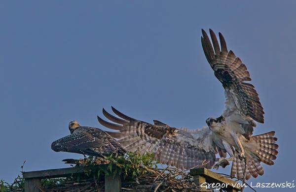  July 23, 2025 8:04 PM, Canon EOS R7, RF200-800mm F6.3-9 IS USM, 742mm, f/9.0, 1/3200s, ISO 2500, Gregor von Laszewski