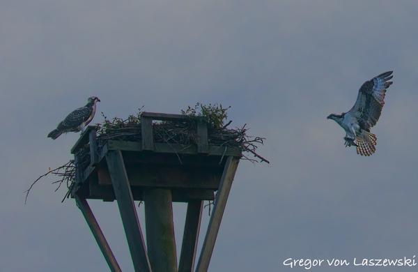  July 23, 2025 8:19 PM, Canon EOS R7, RF200-800mm F6.3-9 IS USM, 200mm, f/9.0, 1/3200s, ISO 3200, Gregor von Laszewski