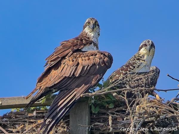  July 2, 2025 10:35 AM, Canon EOS R7, RF100-500mm F4.5-7.1 L IS USM, 500mm, f/7.1, 1/2500s, ISO 2000, Gregor von Laszewski