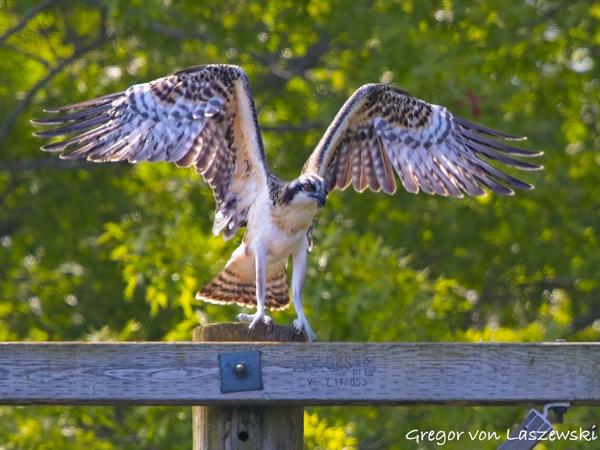  July 2, 2025 11:12 AM, Canon EOS R7, RF100-500mm F4.5-7.1 L IS USM, 500mm, f/8.0, 1/2500s, ISO 4000, Gregor von Laszewski