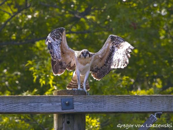  July 2, 2025 11:12 AM, Canon EOS R7, RF100-500mm F4.5-7.1 L IS USM, 500mm, f/8.0, 1/2500s, ISO 2000, Gregor von Laszewski