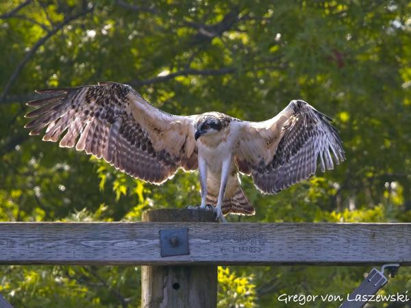  July 2, 2025 11:12 AM, Canon EOS R7, RF100-500mm F4.5-7.1 L IS USM, 500mm, f/8.0, 1/2500s, ISO 2500, Gregor von Laszewski
