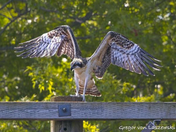  July 2, 2025 11:12 AM, Canon EOS R7, RF100-500mm F4.5-7.1 L IS USM, 500mm, f/8.0, 1/2500s, ISO 2500, Gregor von Laszewski