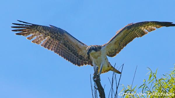  July 2, 2025 11:17 AM, Canon EOS R7, RF100-500mm F4.5-7.1 L IS USM + EXTENDER RF2x, 600mm, f/11.0, 1/3200s, ISO 2500, Gregor von Laszewski