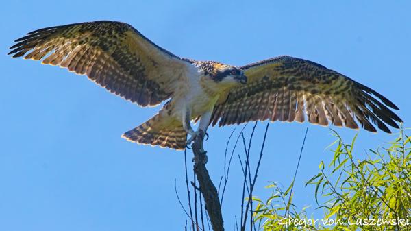  July 2, 2025 11:17 AM, Canon EOS R7, RF100-500mm F4.5-7.1 L IS USM + EXTENDER RF2x, 600mm, f/11.0, 1/3200s, ISO 2500, Gregor von Laszewski