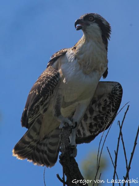  July 2, 2025 11:17 AM, Canon EOS R7, RF100-500mm F4.5-7.1 L IS USM + EXTENDER RF2x, 1000mm, f/14.0, 1/3200s, ISO 1250, Gregor von Laszewski